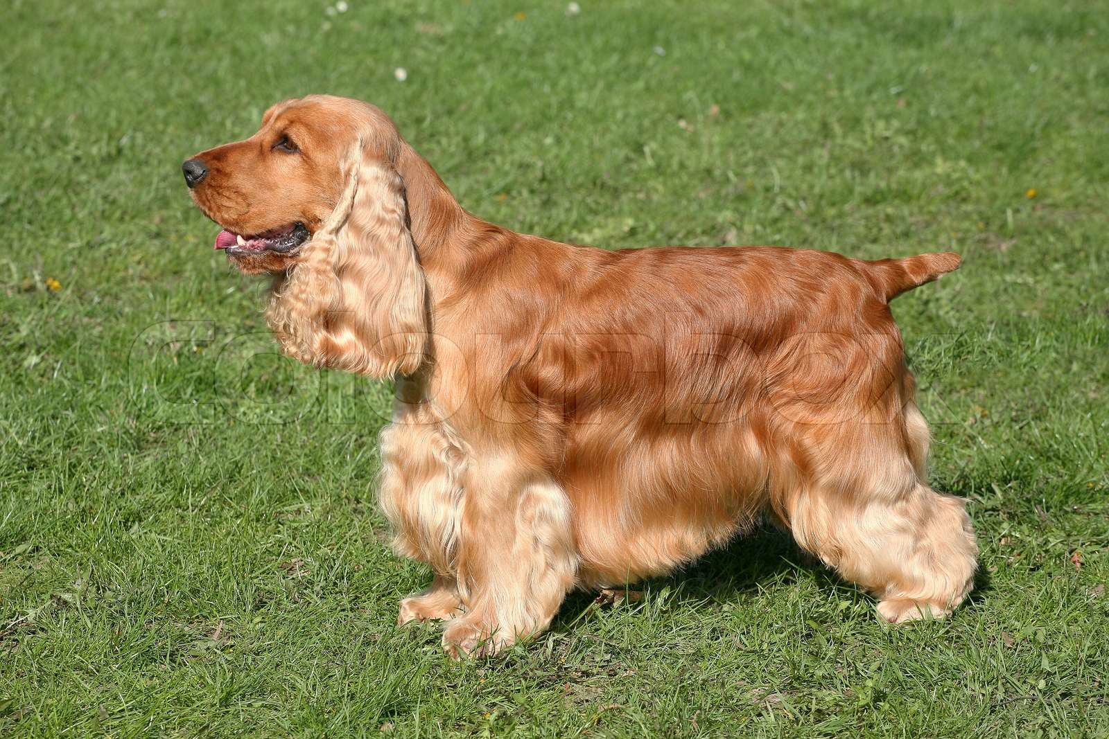 Tri Colour Cocker Spaniel: Temperament Care and Puppy Guide