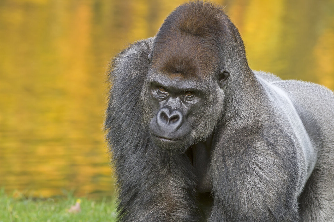Can Gorillas Eat Meat? Surprising Facts About Gorilla Diets
