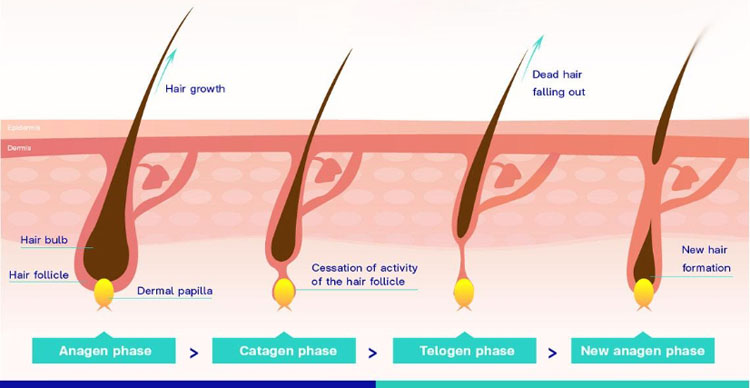Does Waxing Lessen Hair Growth? Myth vs Science Explained