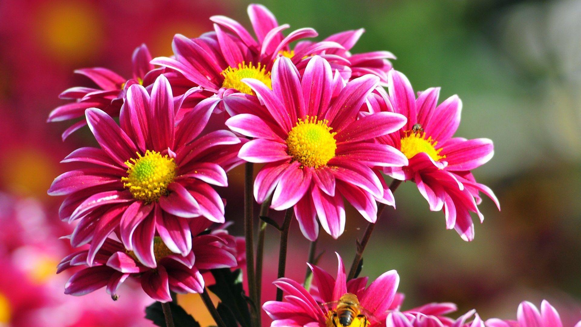 Flowers for Funeral Ideas: Thoughtful Beautiful Tributes in 2026