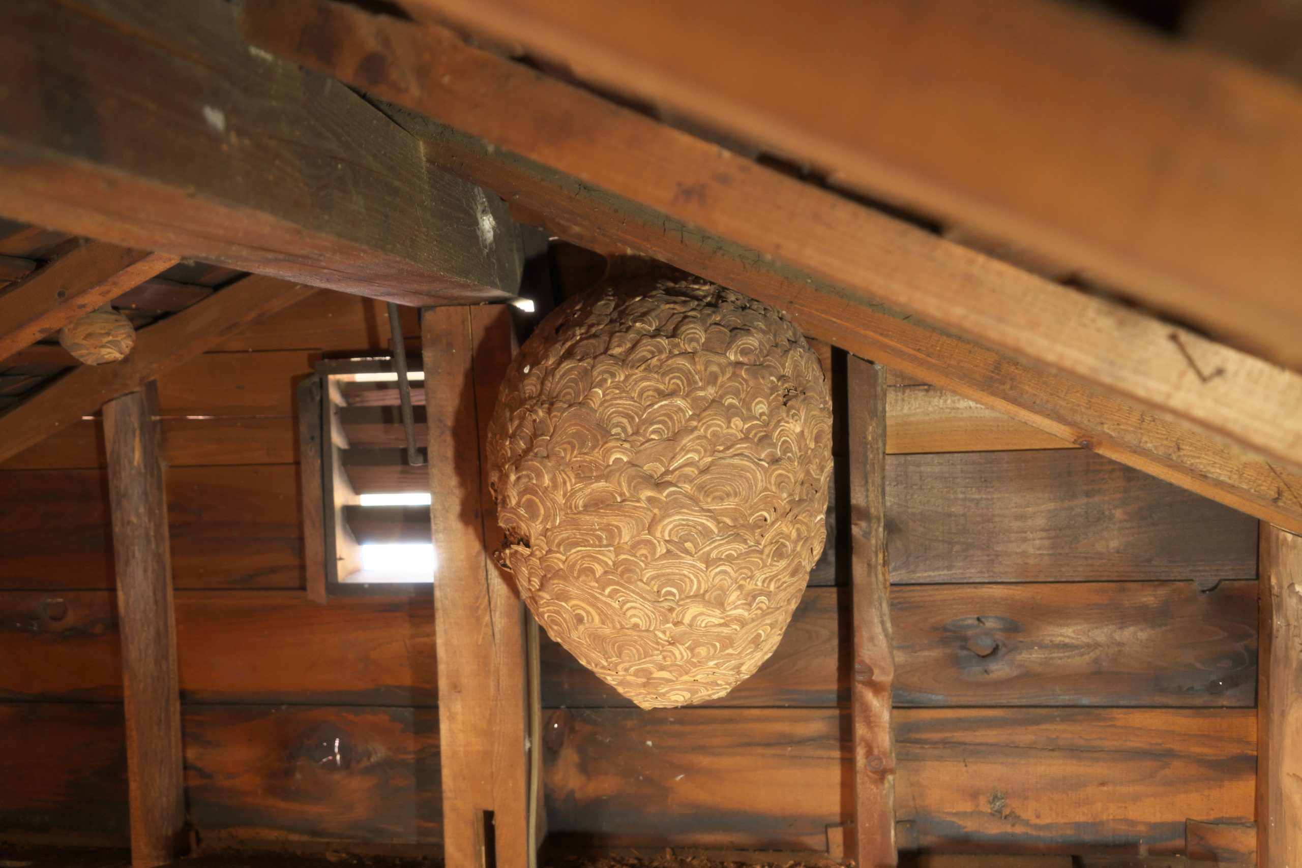 Cost of Wasp Nest Removal: UK Prices and What to Expect