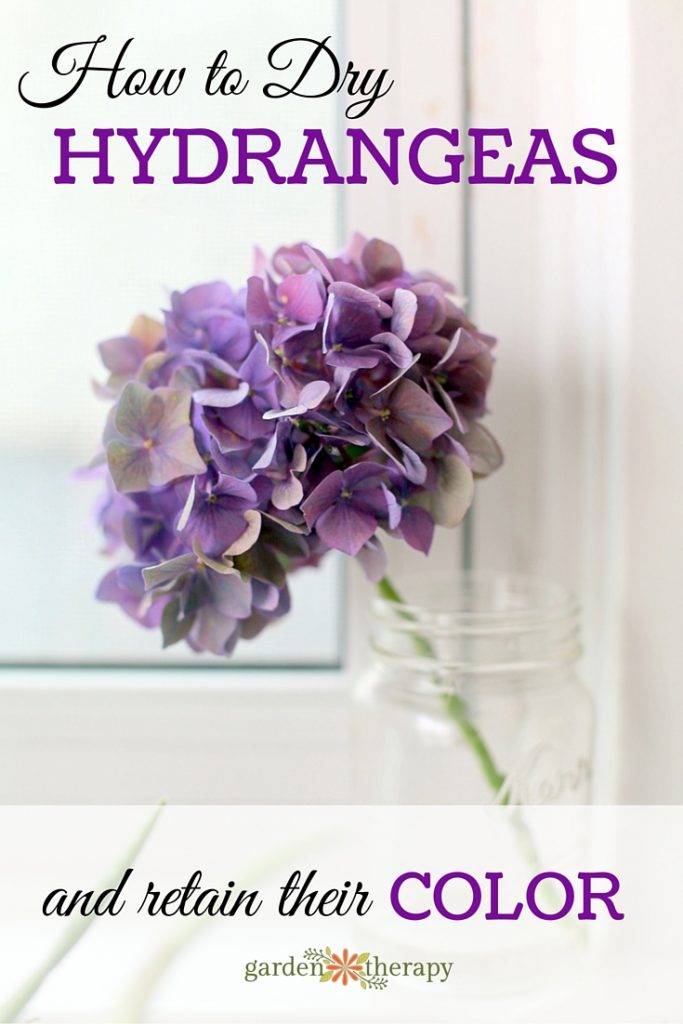 How Can I Dry Hydrangea Flowers? Easy Preservation Methods