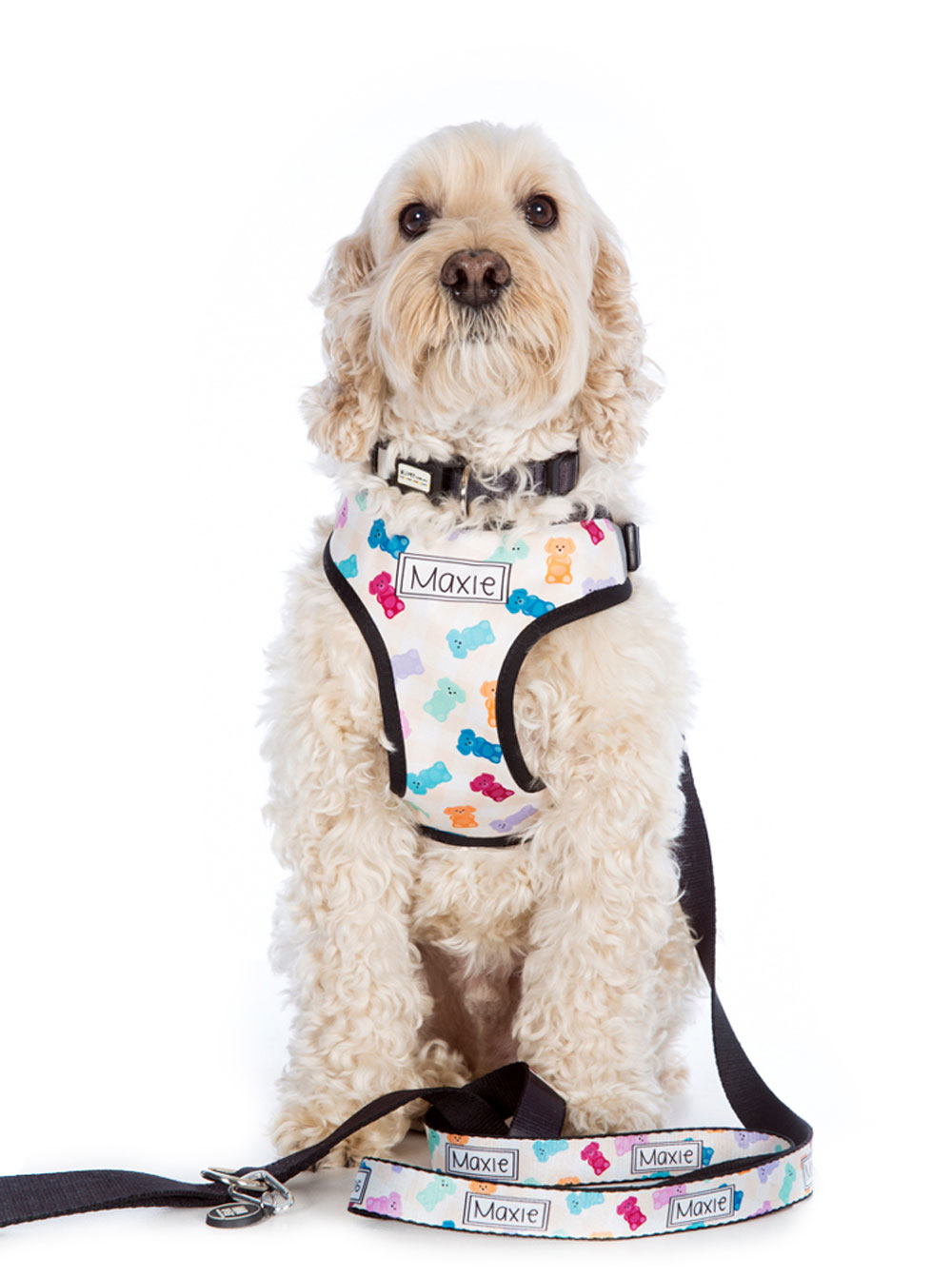 Personalised Harness for Dogs: Benefits Sizing and Custom Options