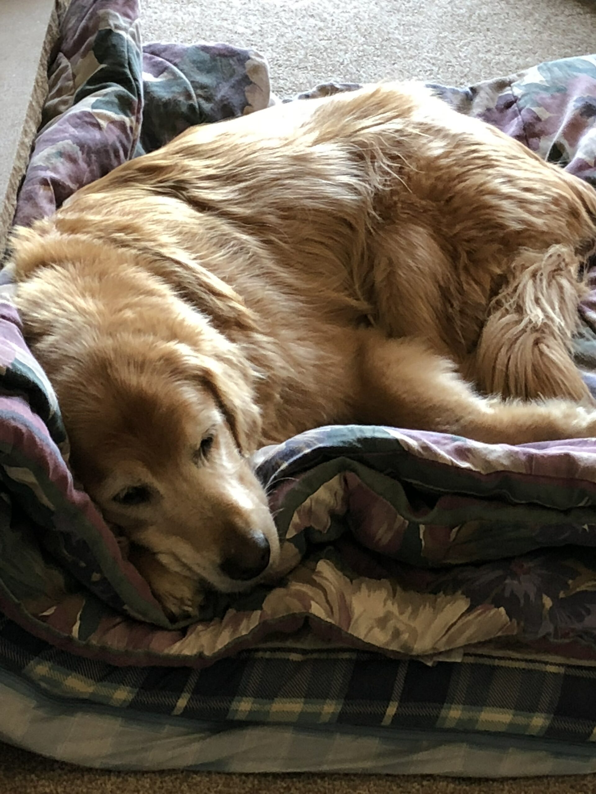 Best Dog Beds for Senior Dogs: Comfort and Joint Support Guide