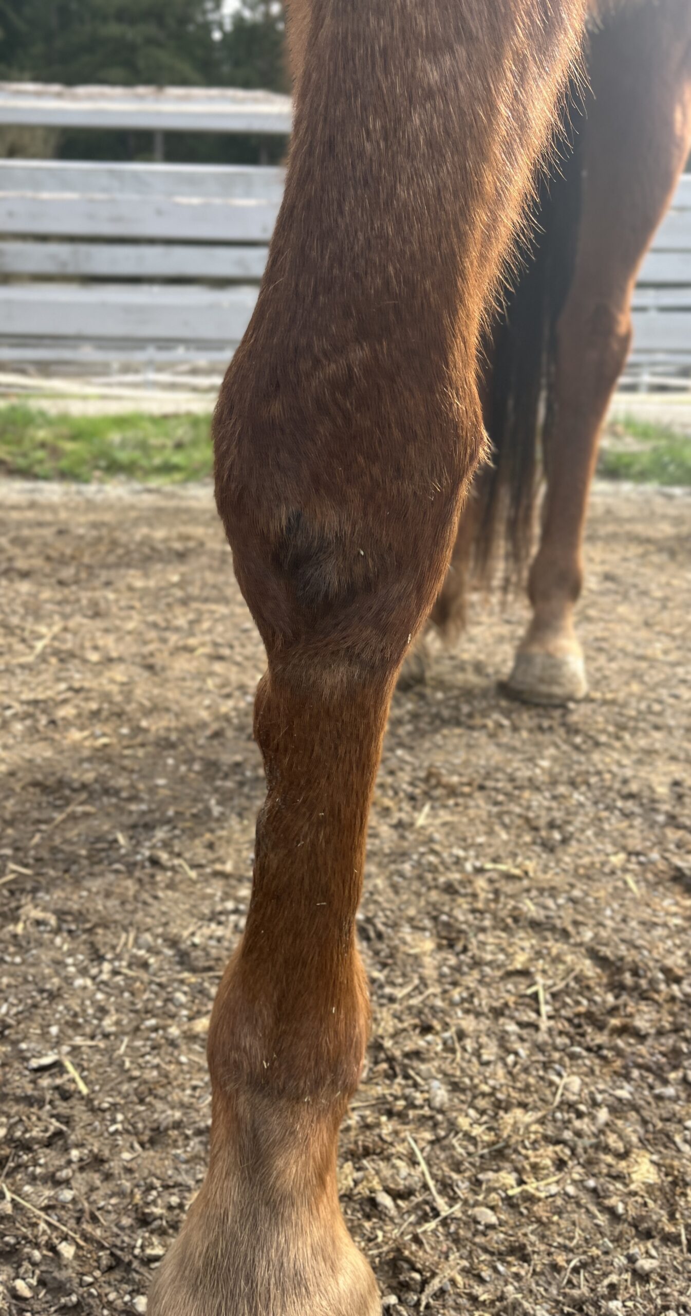 Splint Treatment for Horses: Recovery Time and Care Guide