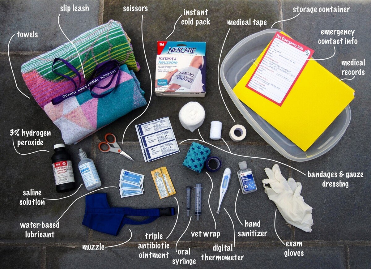 Pet First Aid Kit for Dogs: Essentials Every Owner Should Have