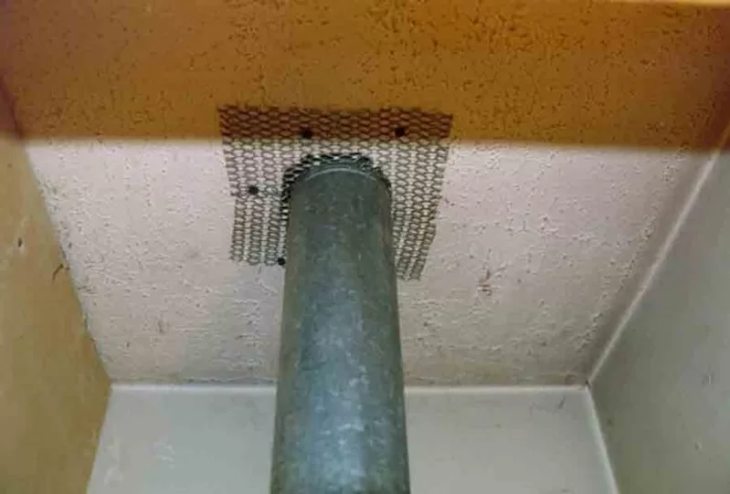 How Do Rats Get in Your House? Entry Points and Prevention