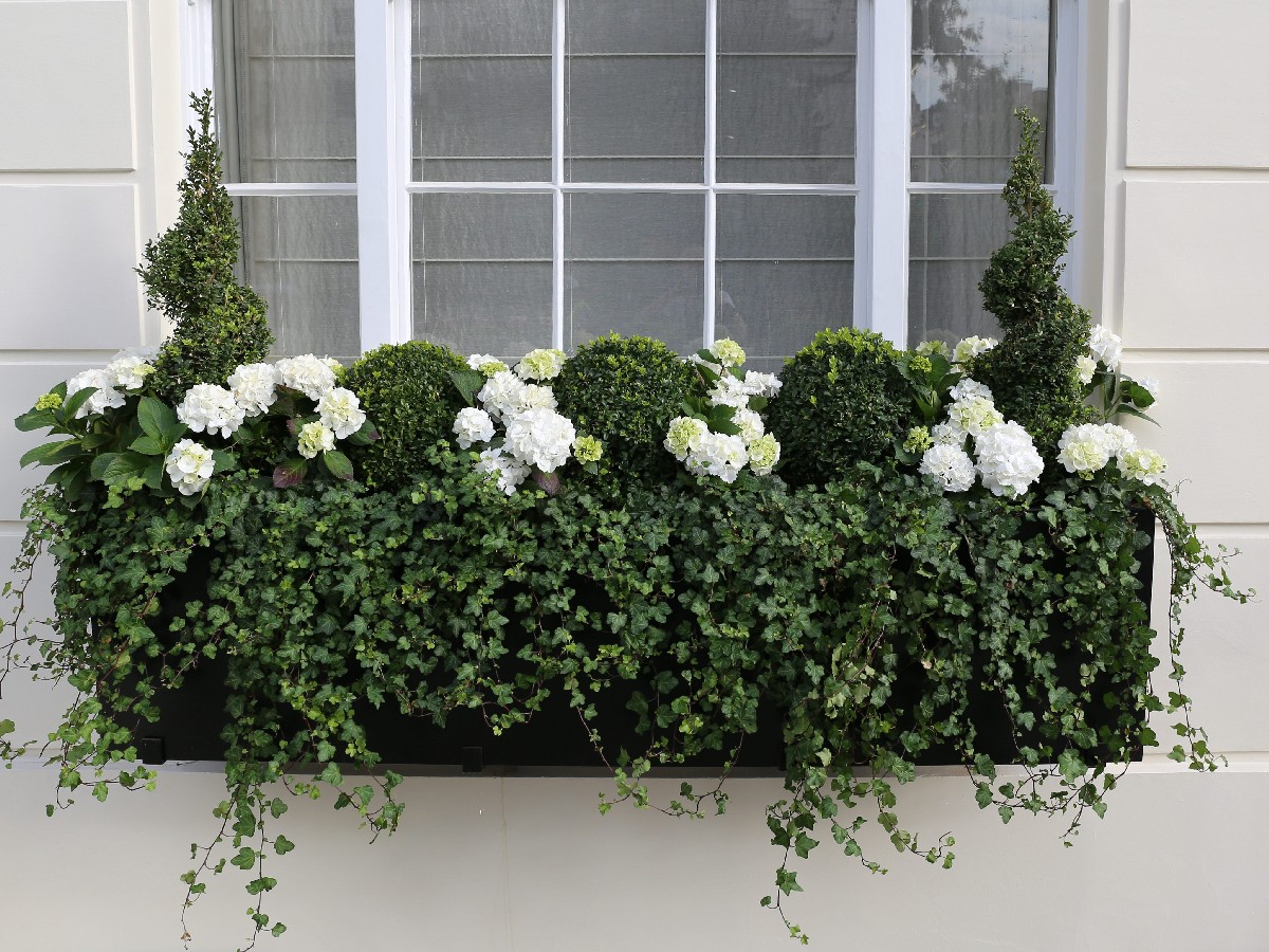 Planters for Window Boxes: Best Materials and Planting Ideas