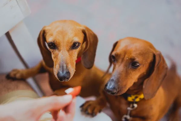 Educator Collar for Dogs: How It Works Benefits and Training Tips