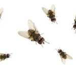 Where Do Flies Go During the Winter? Surprising Survival Secrets