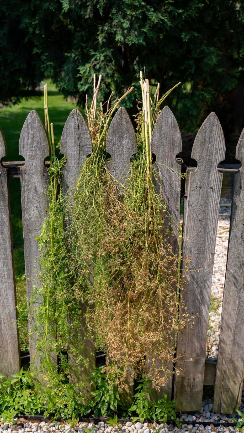 How to Grow Coriander from Seeds: Planting Care and Harvest Guide