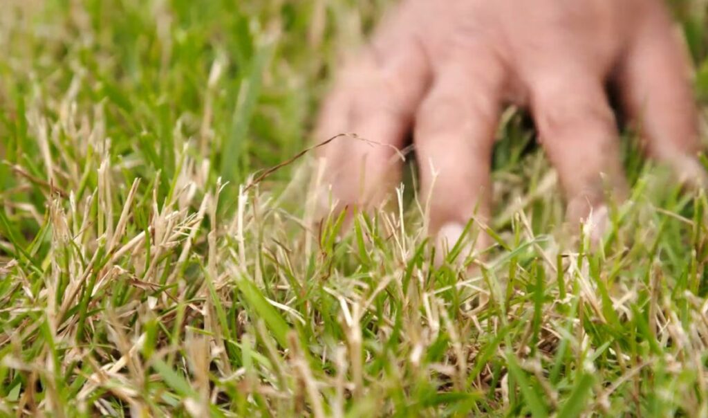 Why Is My Lawn Yellow? Common Causes and Lawn Recovery Tips