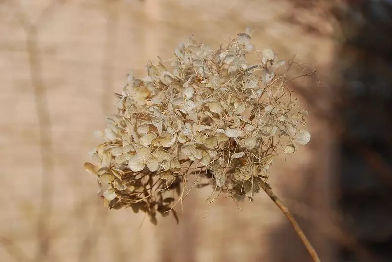 How to Dry Hydrangea Heads: Easy Preservation Methods