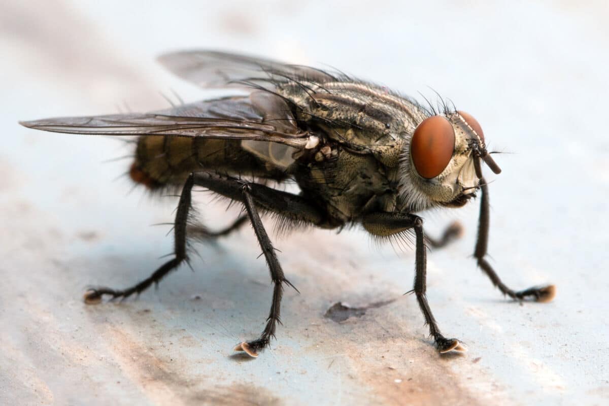 How to Get Rid of Cluster Flies: Prevention and Treatment Guide