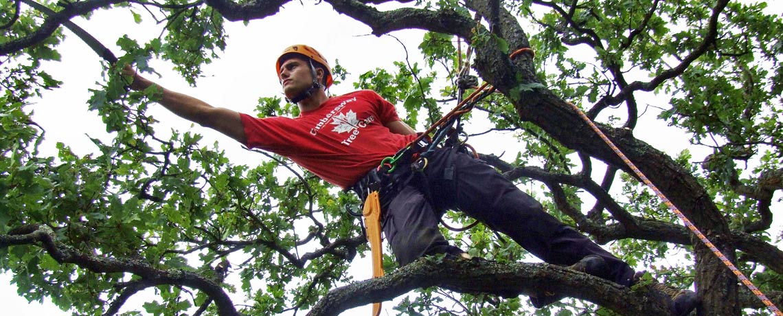 How Much Do Tree Surgeons Charge? Get the Lowdown on Arborist Costs