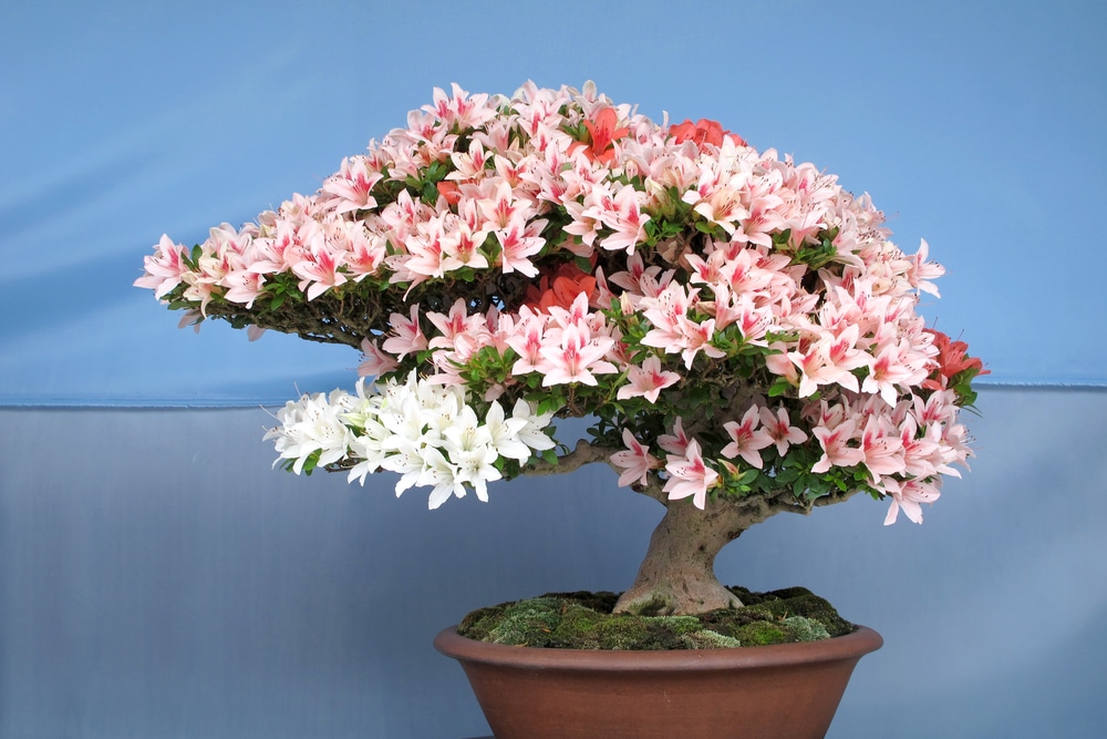 Cherry Blossom Bonsai Trees: Care Guide and Growing Tips